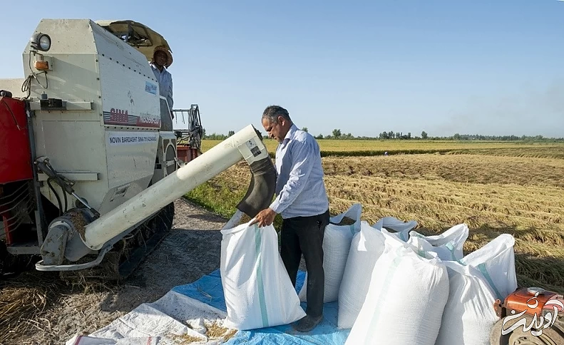 (تصاویر) برداشت برنج در مازندران